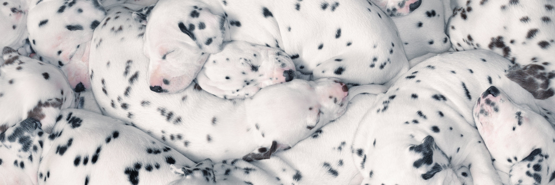 Pet Passion new arrivals — the latest organic dog clothes, toys, collars, and Match Maker matching family apparel