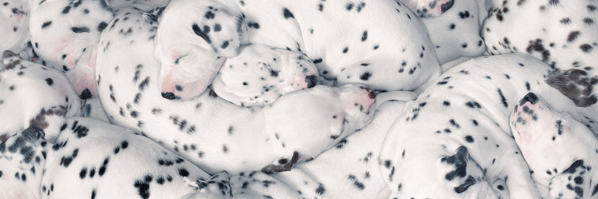 Pet Passion sale — organic dog clothes, toys, collars, and matching family apparel at discounted prices