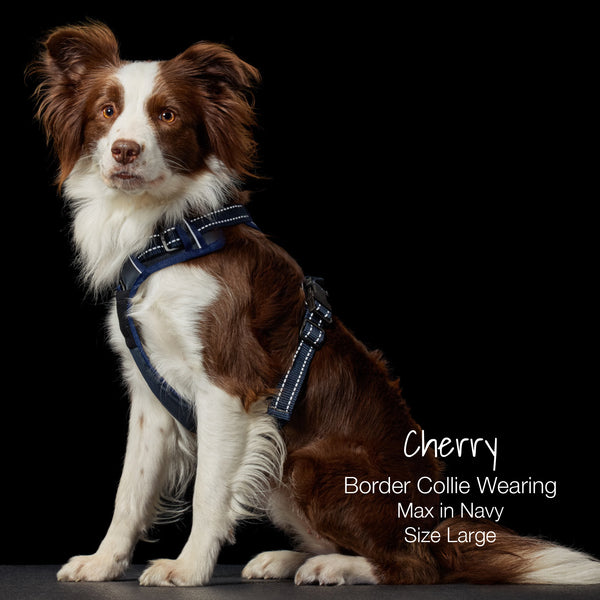 Cherry Border Collie Wearing Max in Navy Size Large