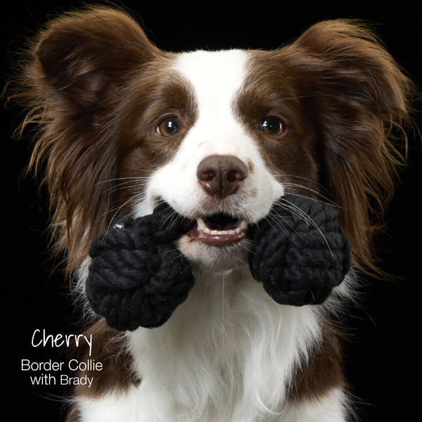 Cherry Border Collie with Brady toy