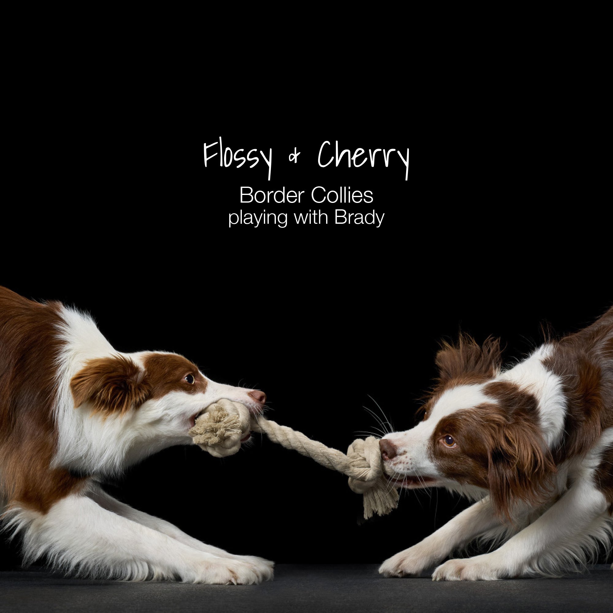 Flossy and Cherry Border Collies playing with Brady toy