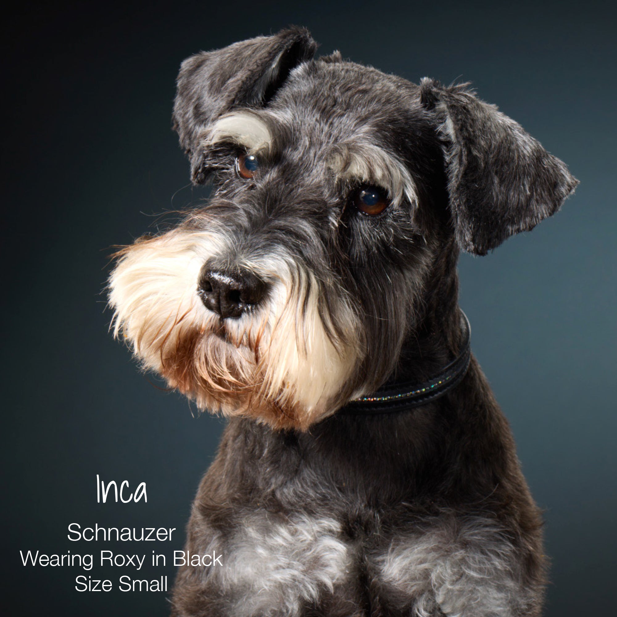 Inca Schnauzer Wearing Roxy in Black Size Small