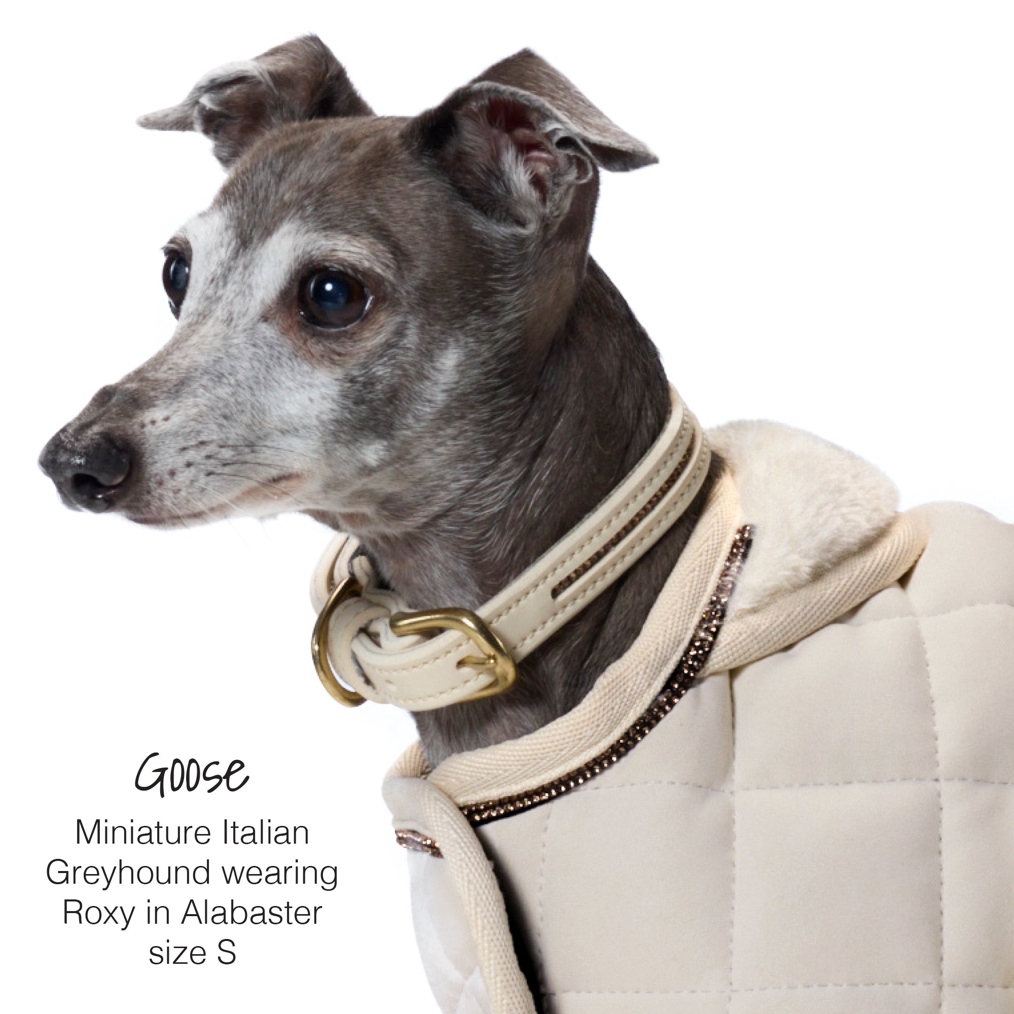 Miniature Italian Greyhound wearing a beige coat with a gold collar on a white background