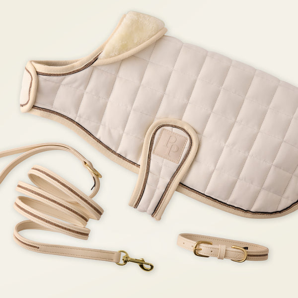 Dog muzzle, leash, and collar set on a light background