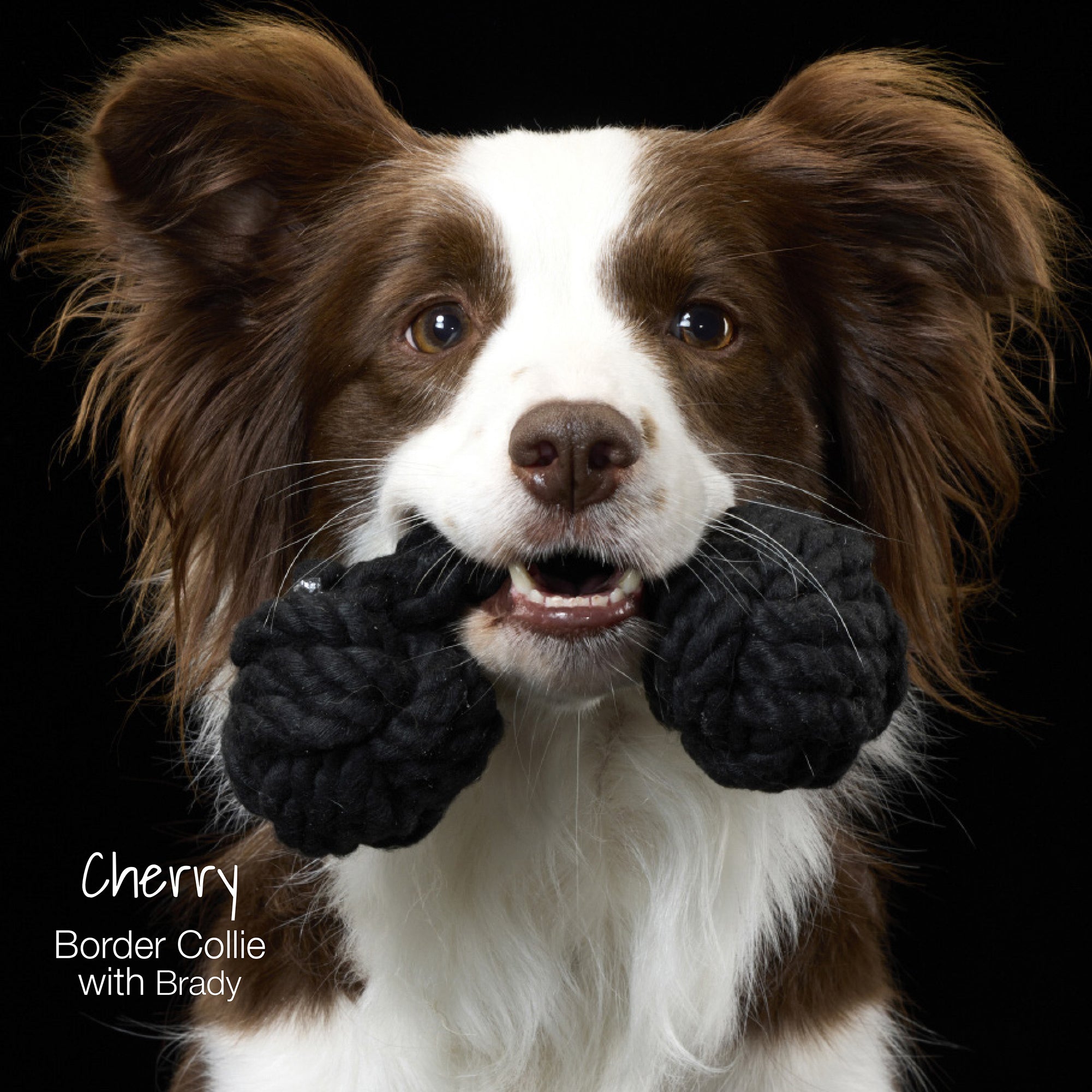 Cherry the dog holding the Brady rope tug toy