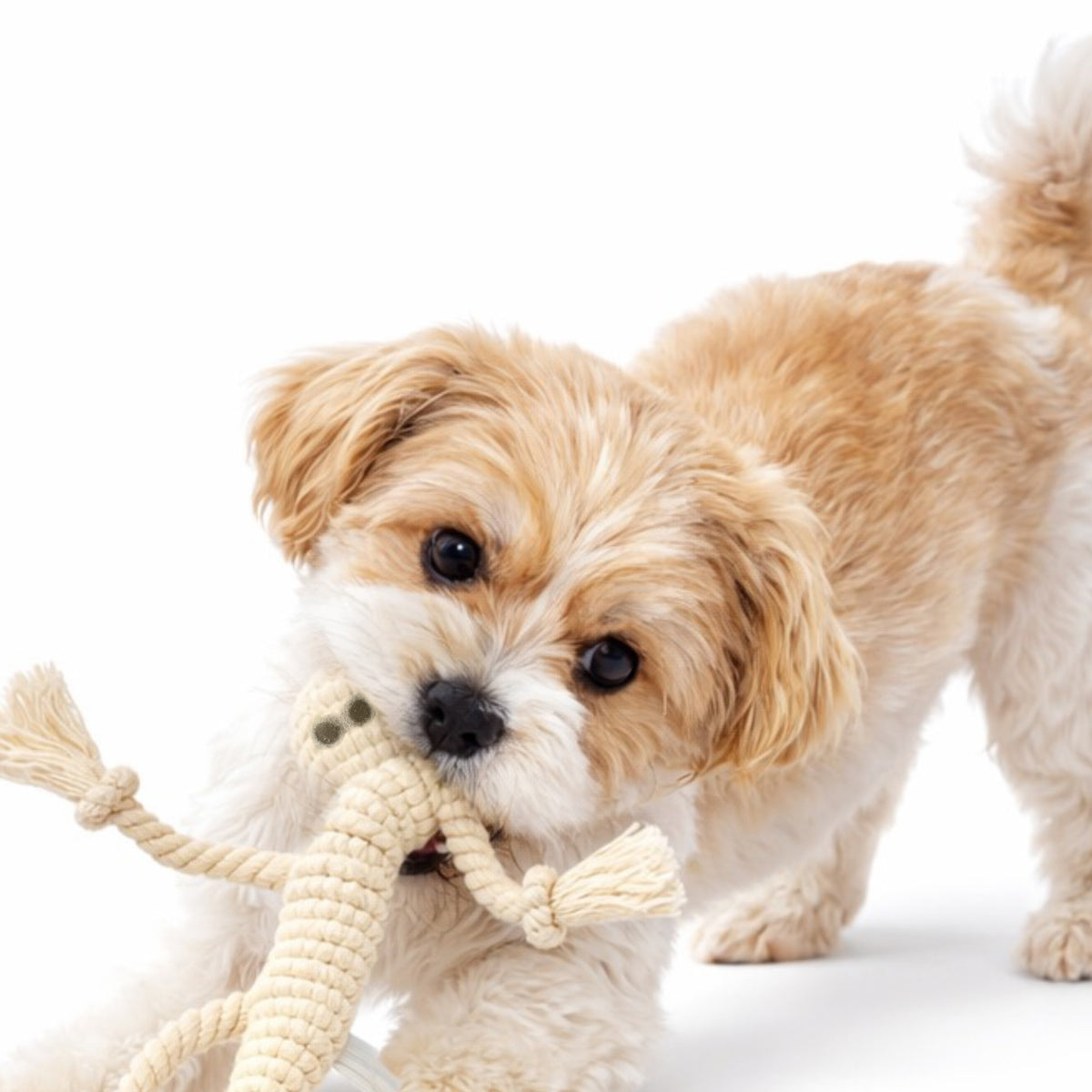 IZZY - THE LIZARD TUG TOY, 3-pack