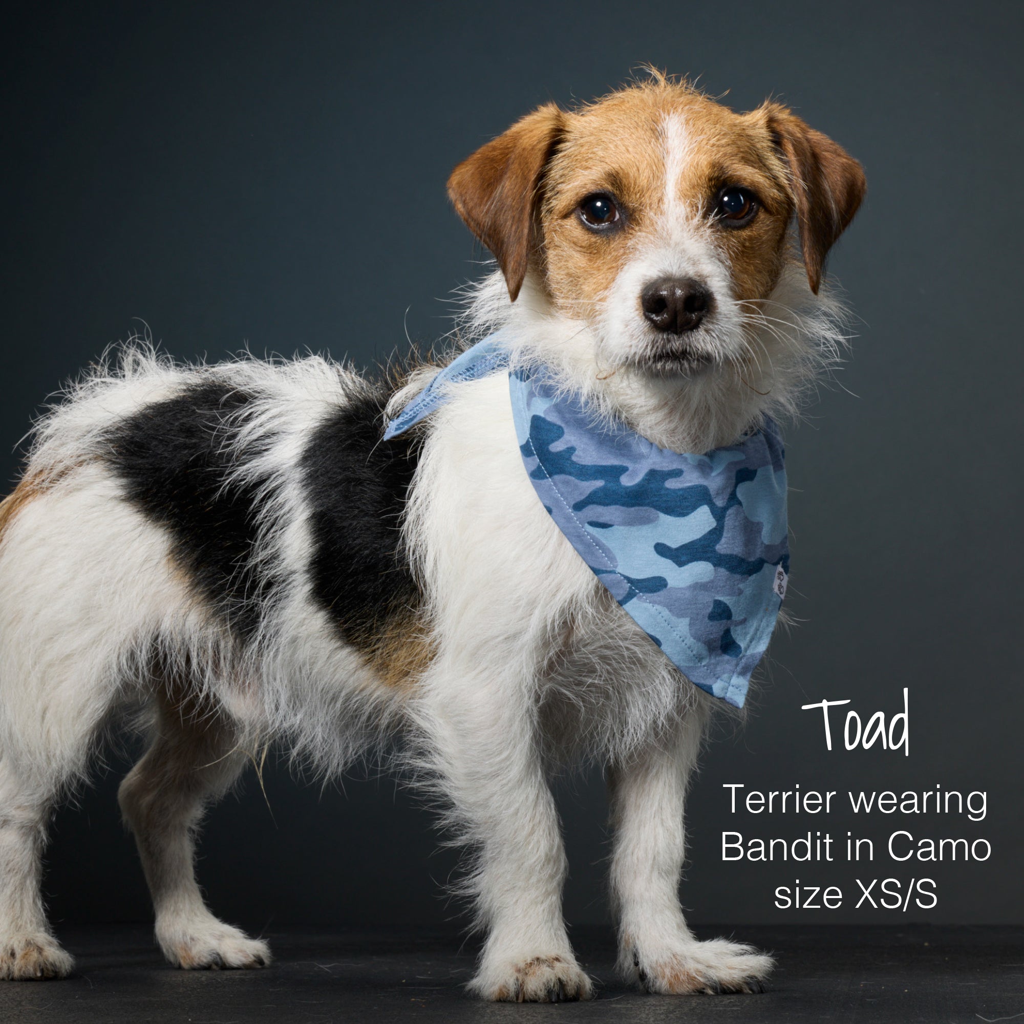Dog wearing a blue camouflage bandana on a dark background