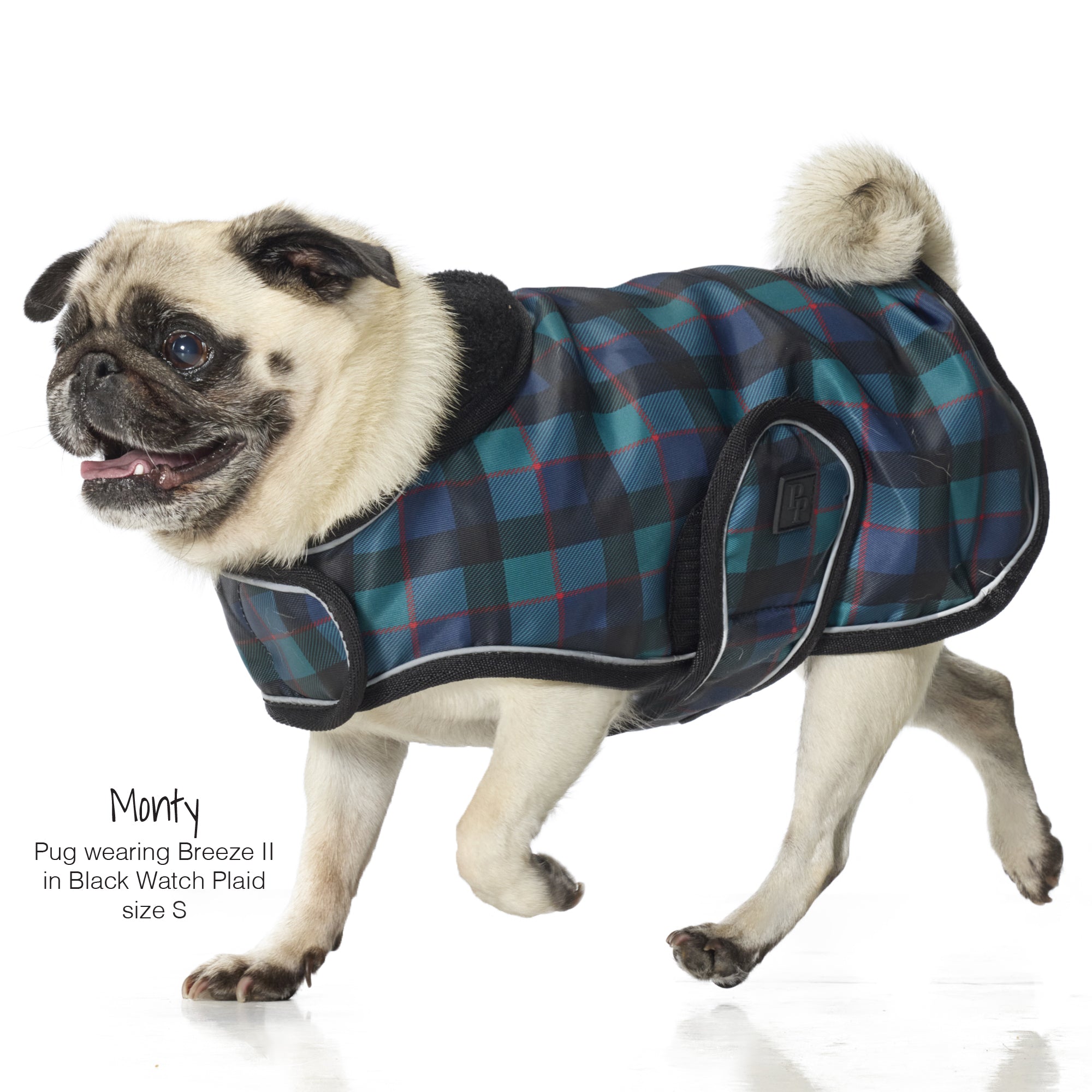 Monty the pug wearing the breeze 2 windbreaker in Black Watch Plaid