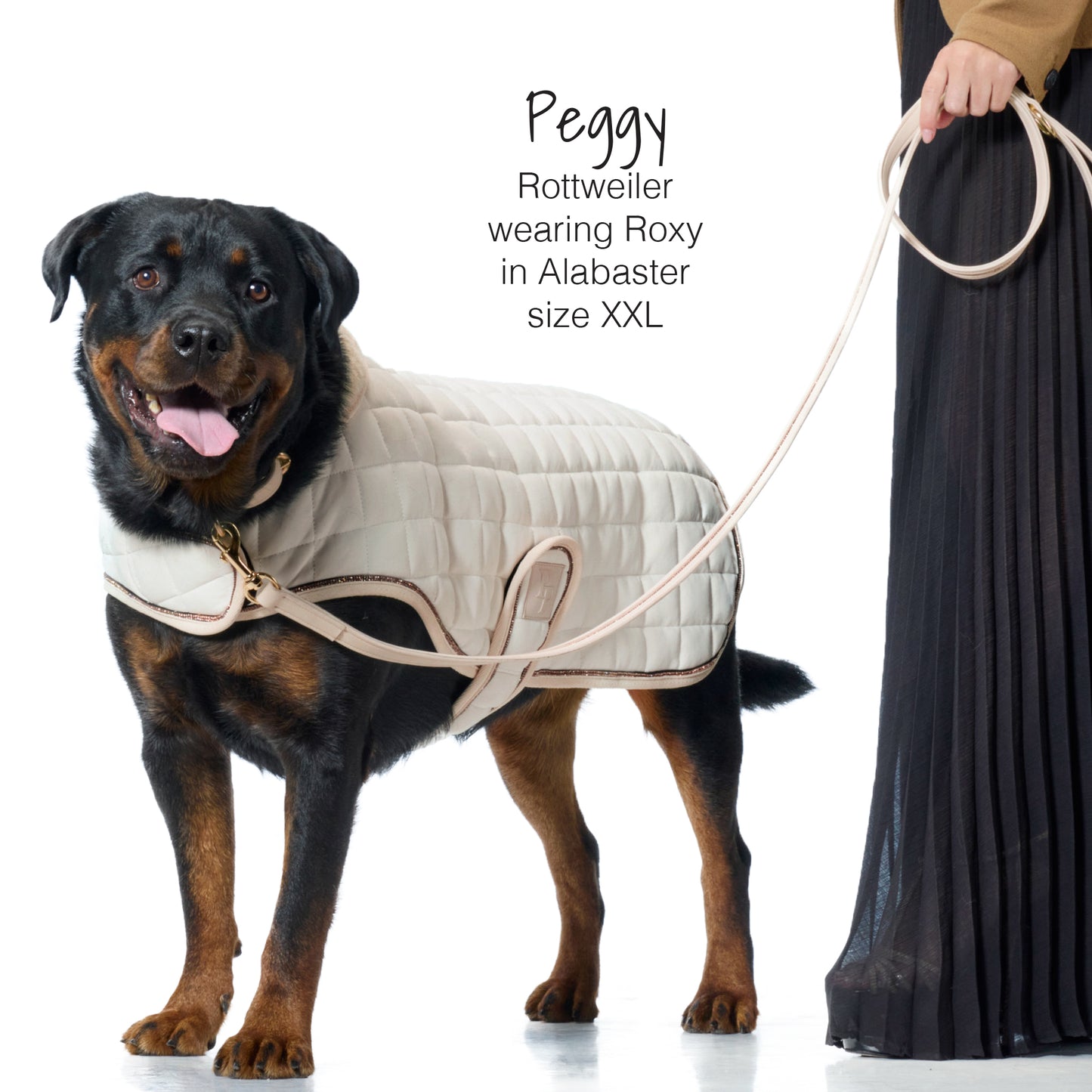 Rottweiler wearing a beige quilted dog coat with a person holding a leash on a white background