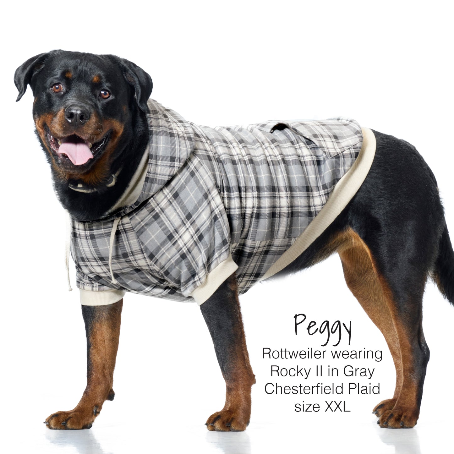 Dog wearing a gray plaid coat on a white background