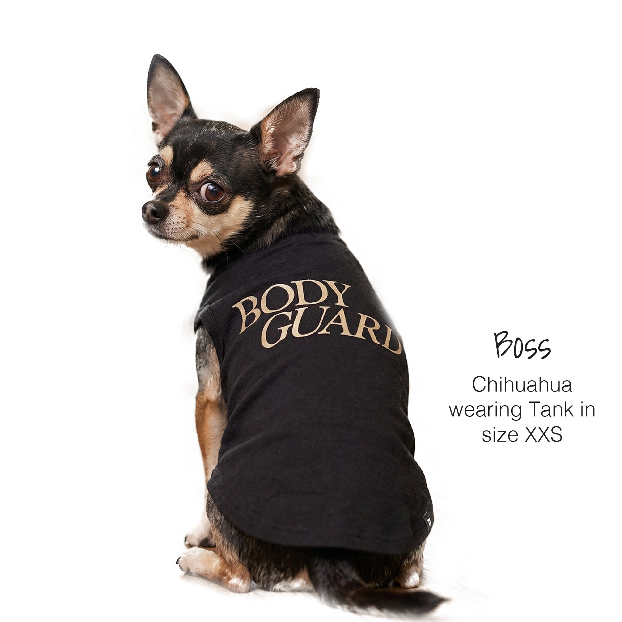 Chihuahua wearing a black 'BODY GUARD' tank top on a white background
