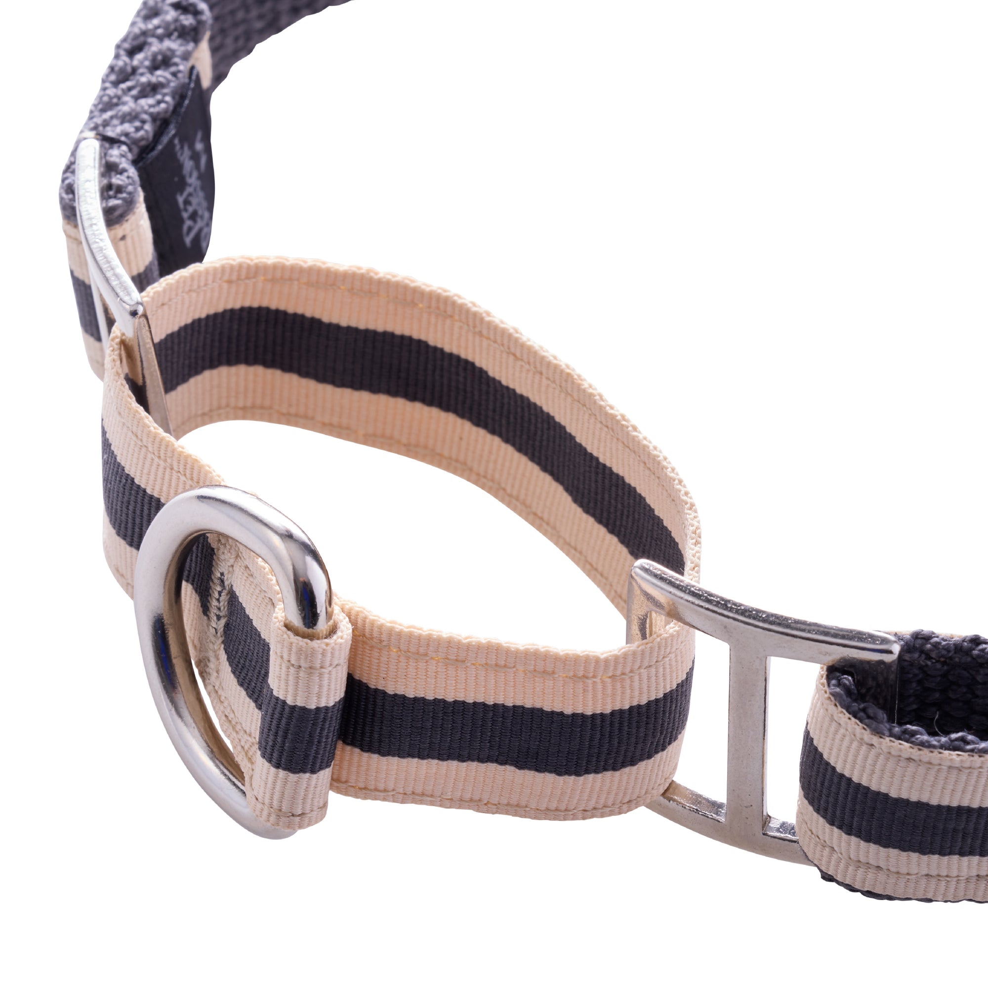 close-up of collar hardware and ring attachment