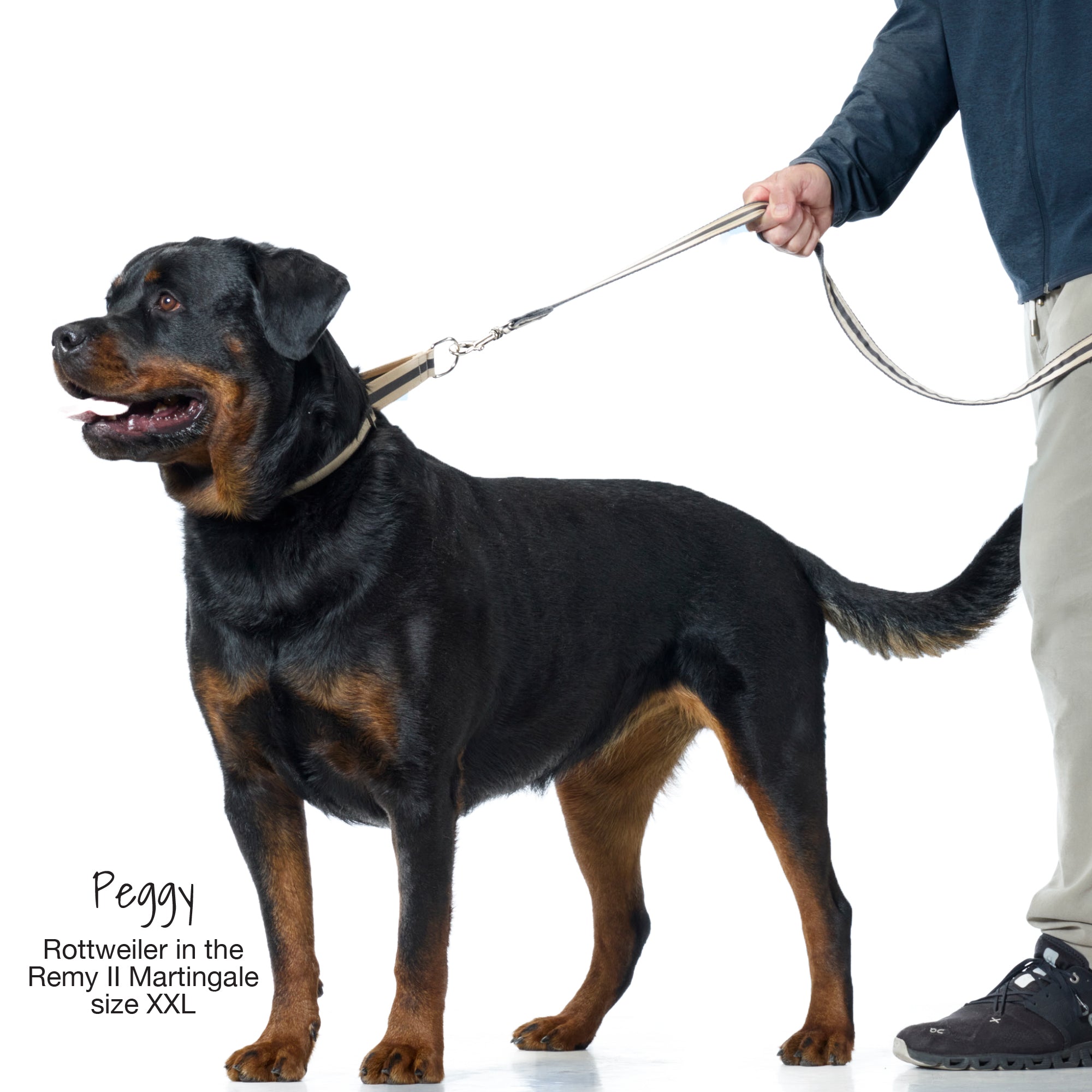 Peggy the dog wearing the Remy II martingale