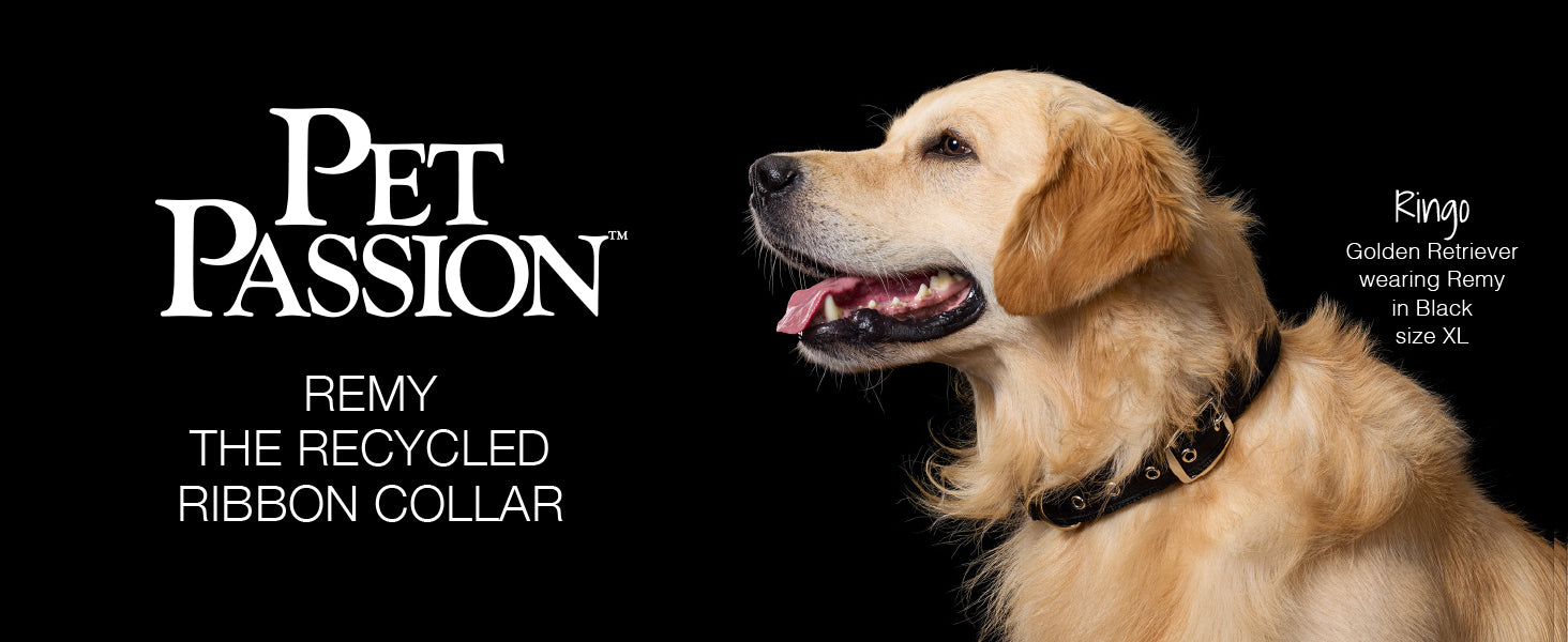 Dog wearing a black recycled ribbon collar with 'Pet Passion' branding on a dark background