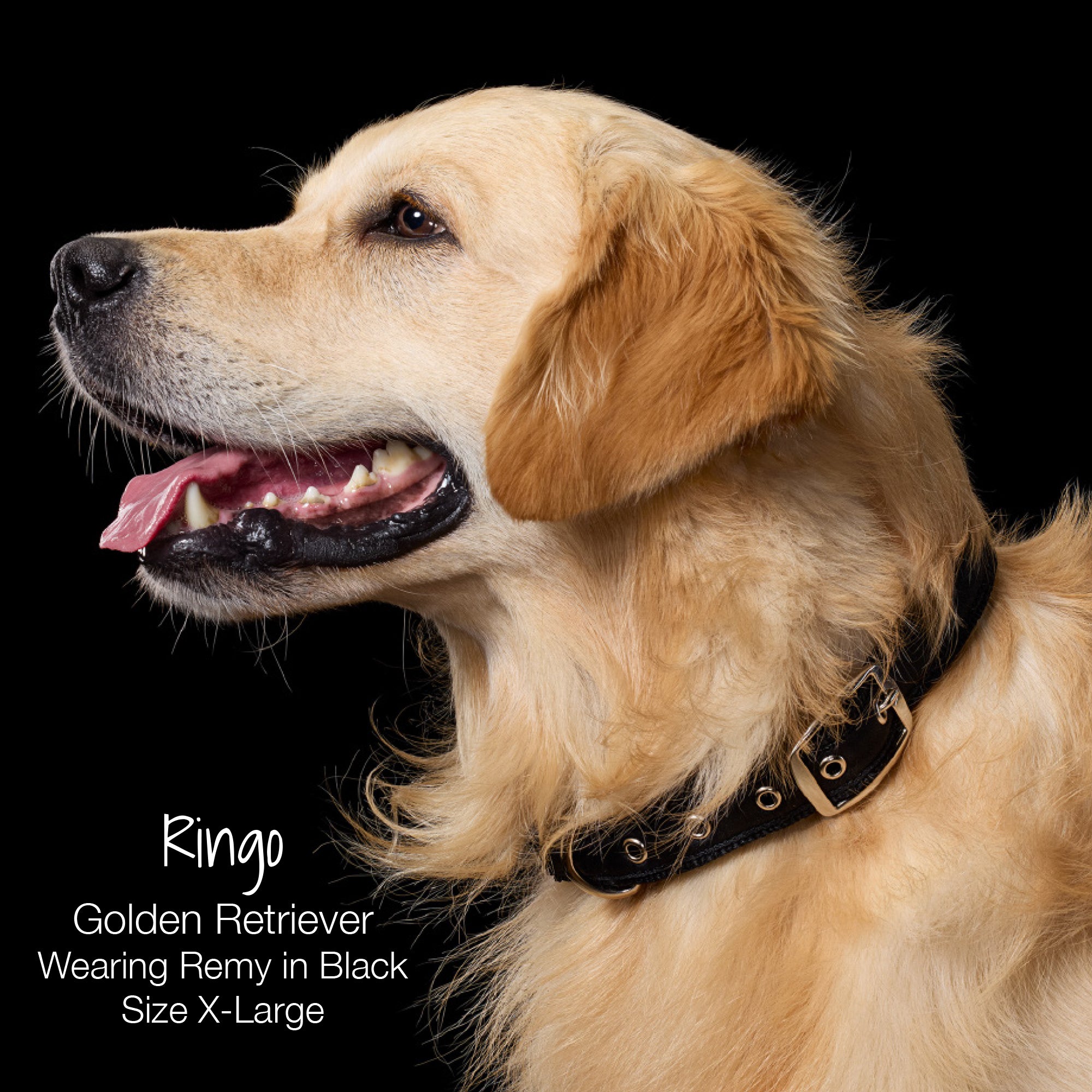 RINGO - GOLDEN RETRIEVER WEARING REMY IN BLACK SIZE X - LARGE