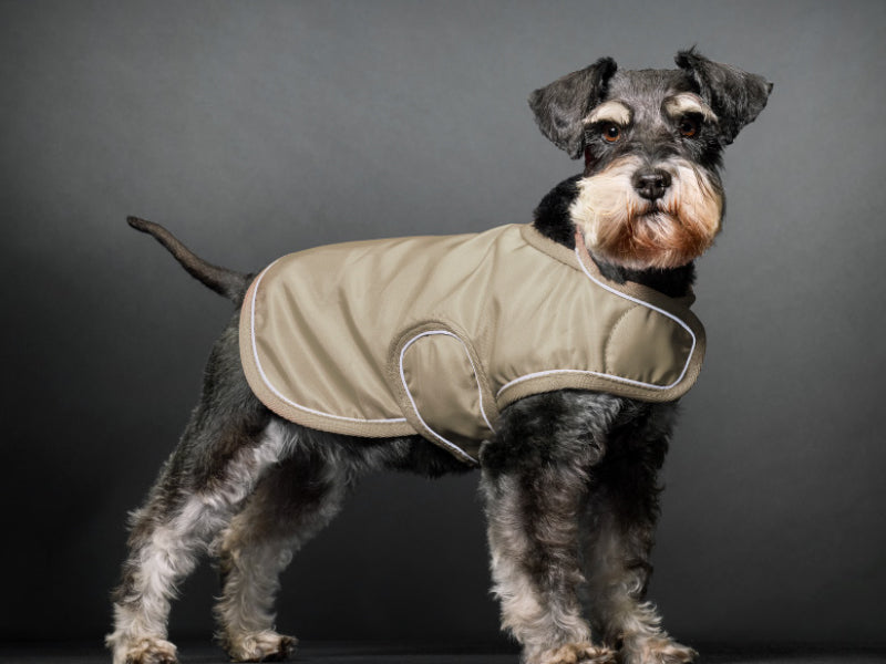 Dog wearing a beige coat against a gray background