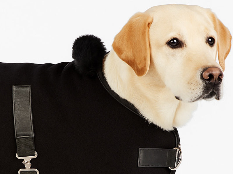 Dog wearing a black coat with a white background