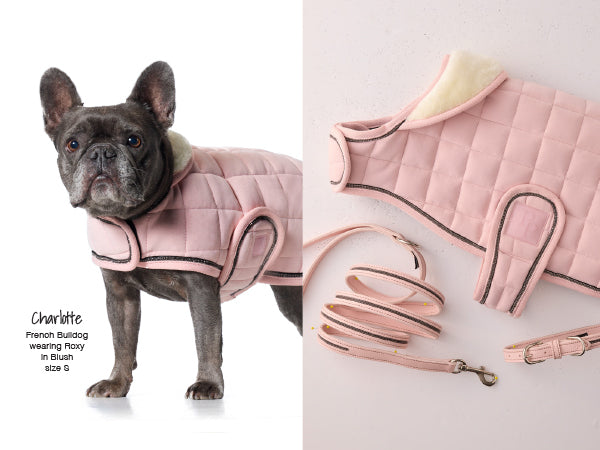 Dog wearing a pink quilted coat with matching leash on a light background