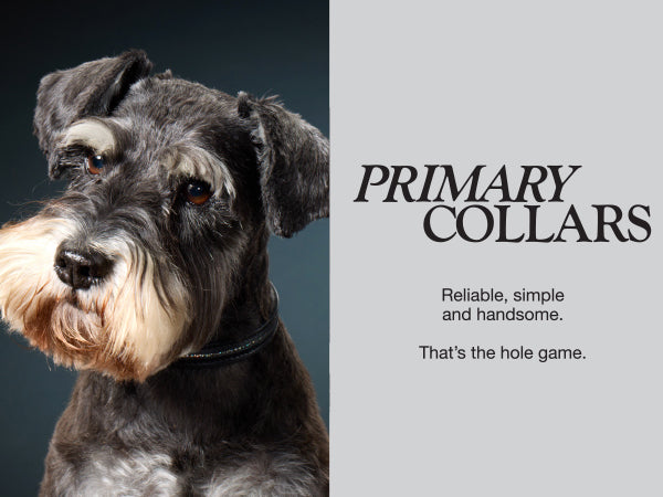 Dog wearing a collar with text about primary collars on a gray background