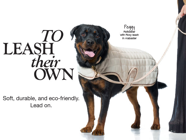 Dog wearing a quilted jacket with a leash, on a white background