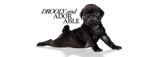 Perfect daily puppy routine — Pet Passion's guide to puppy feeding schedules, training, playtime, and sleep for new pet parents