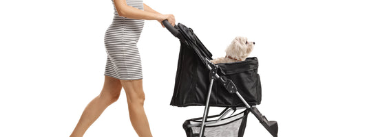 Dog stroller benefits and styling tips — Pet Passion guide to choosing a dog stroller for senior dogs, small breeds, and travel