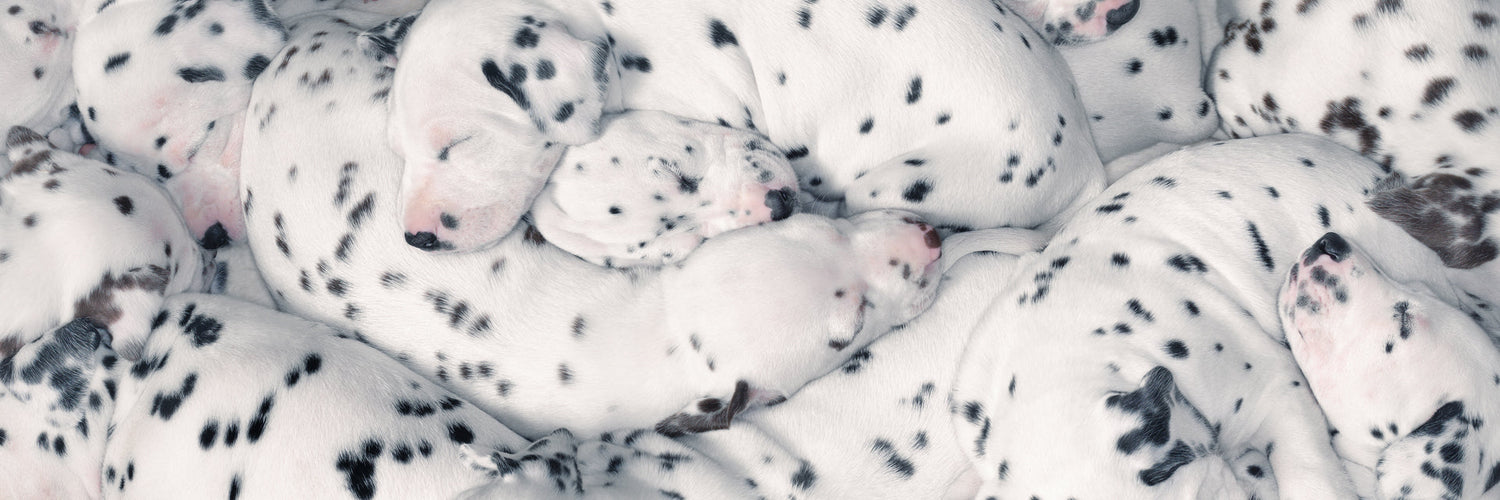Pet Passion new arrivals — the latest organic dog clothes, toys, collars, and Match Maker matching family apparel