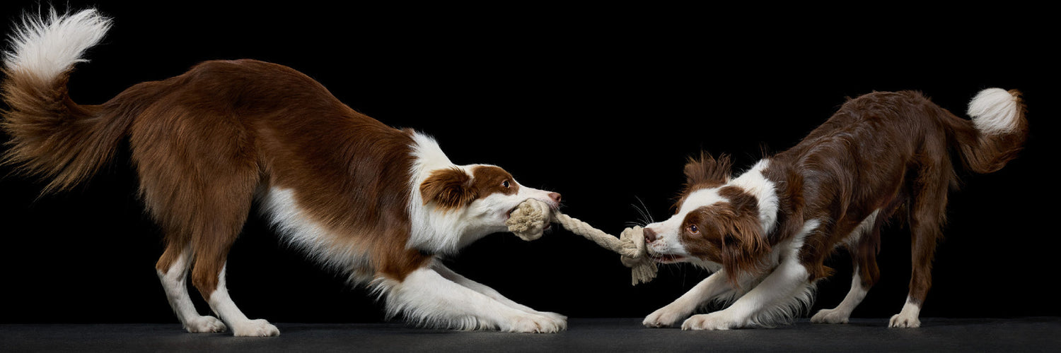 Shop all Pet Passion organic dog products — bandanas, coats, collars, leashes, toys, and Match Maker matching family apparel