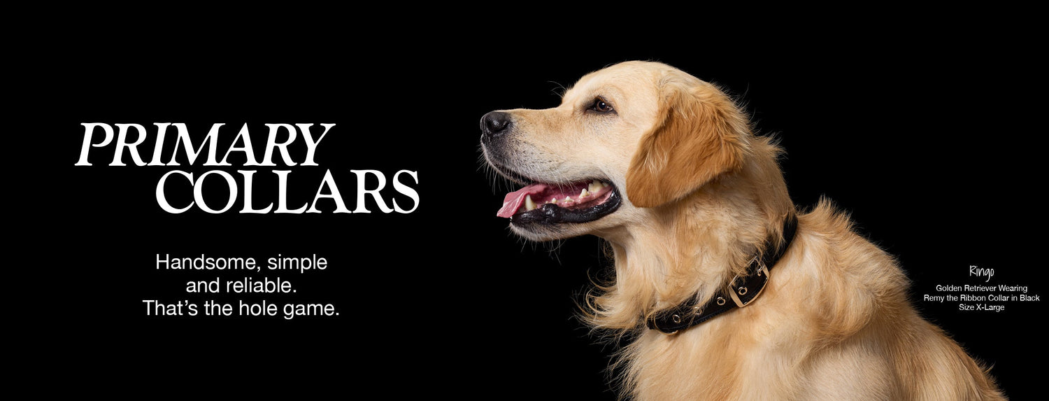 Best organic cotton dog collars, leashes, and harnesses from Pet Passion — coordinating walking gear sets for everyday use