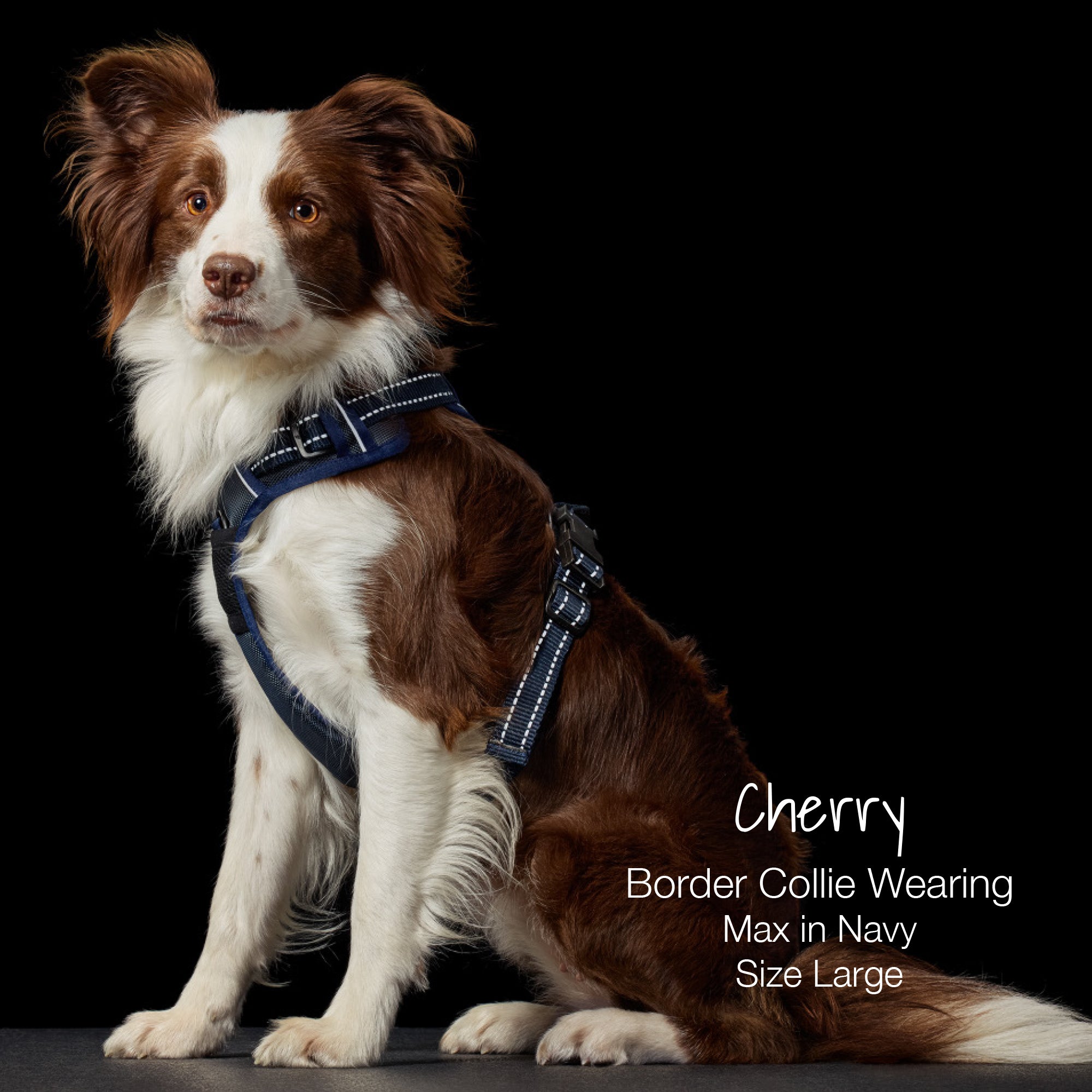 Cherry Border Collie Wearing Max in Navy Size Large