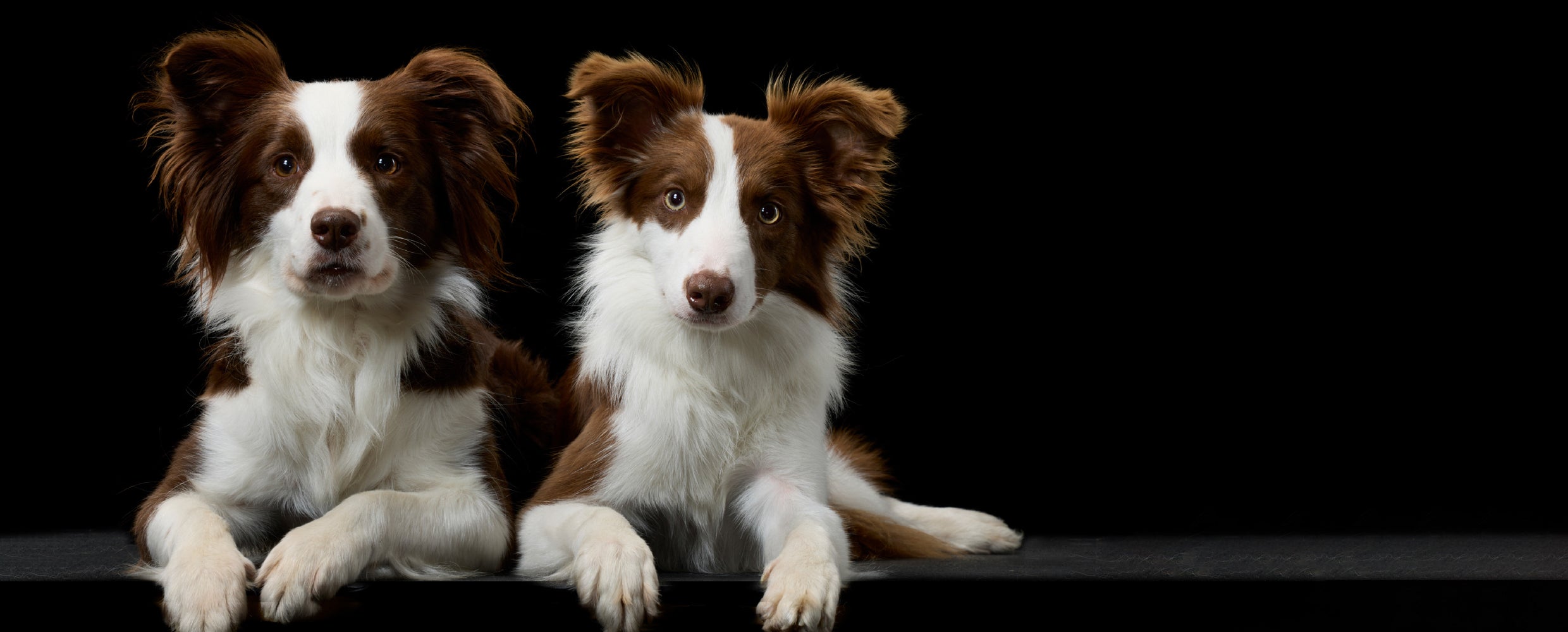 Pet Passion