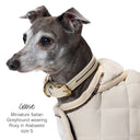 Miniature Italian Greyhound wearing a beige coat and gold collar on a white background
