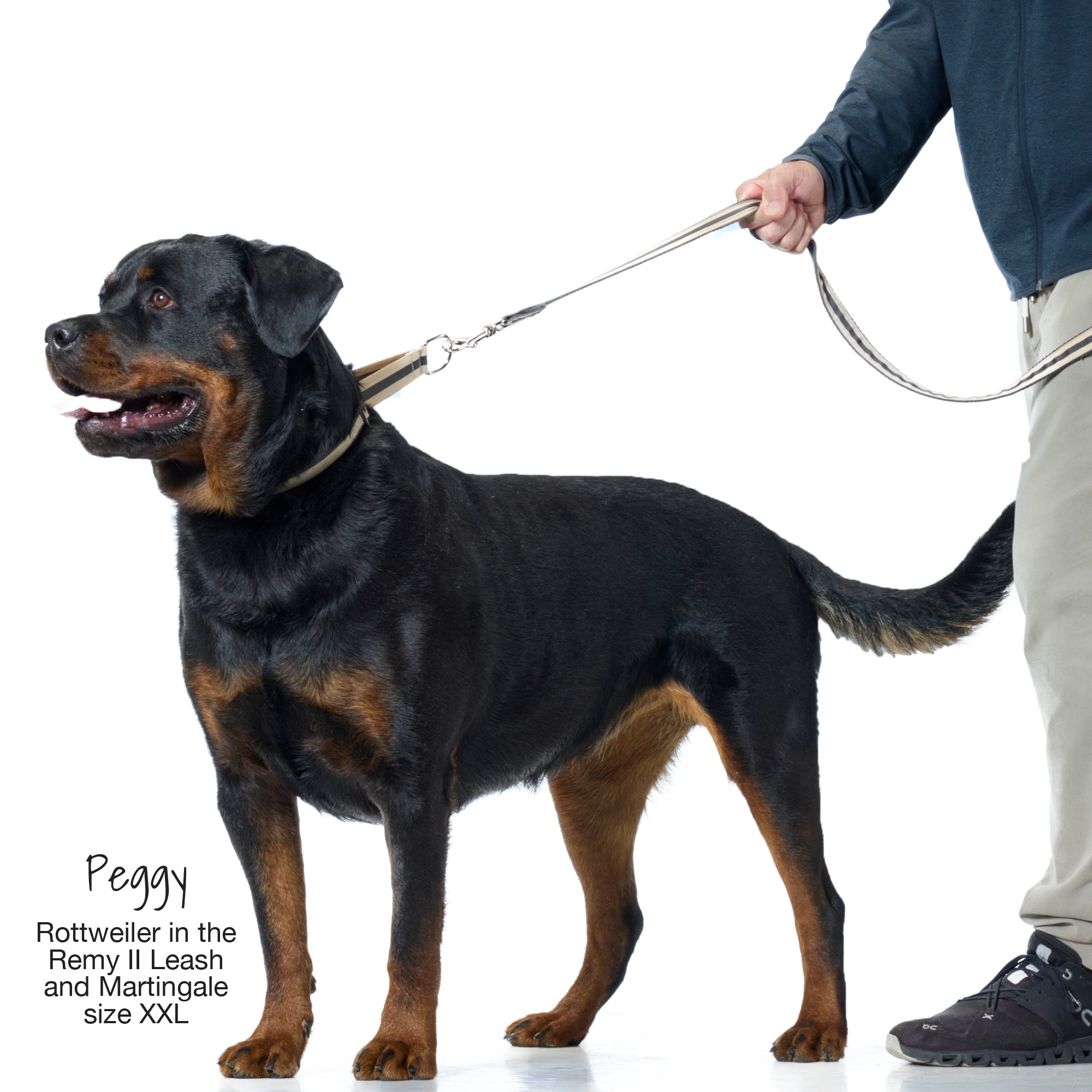 Rottweiler on a leash with a person, featuring product details.