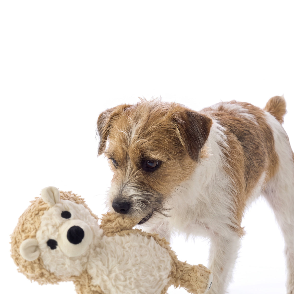 Harry the Hedgehog plush dog toy close-up on white background