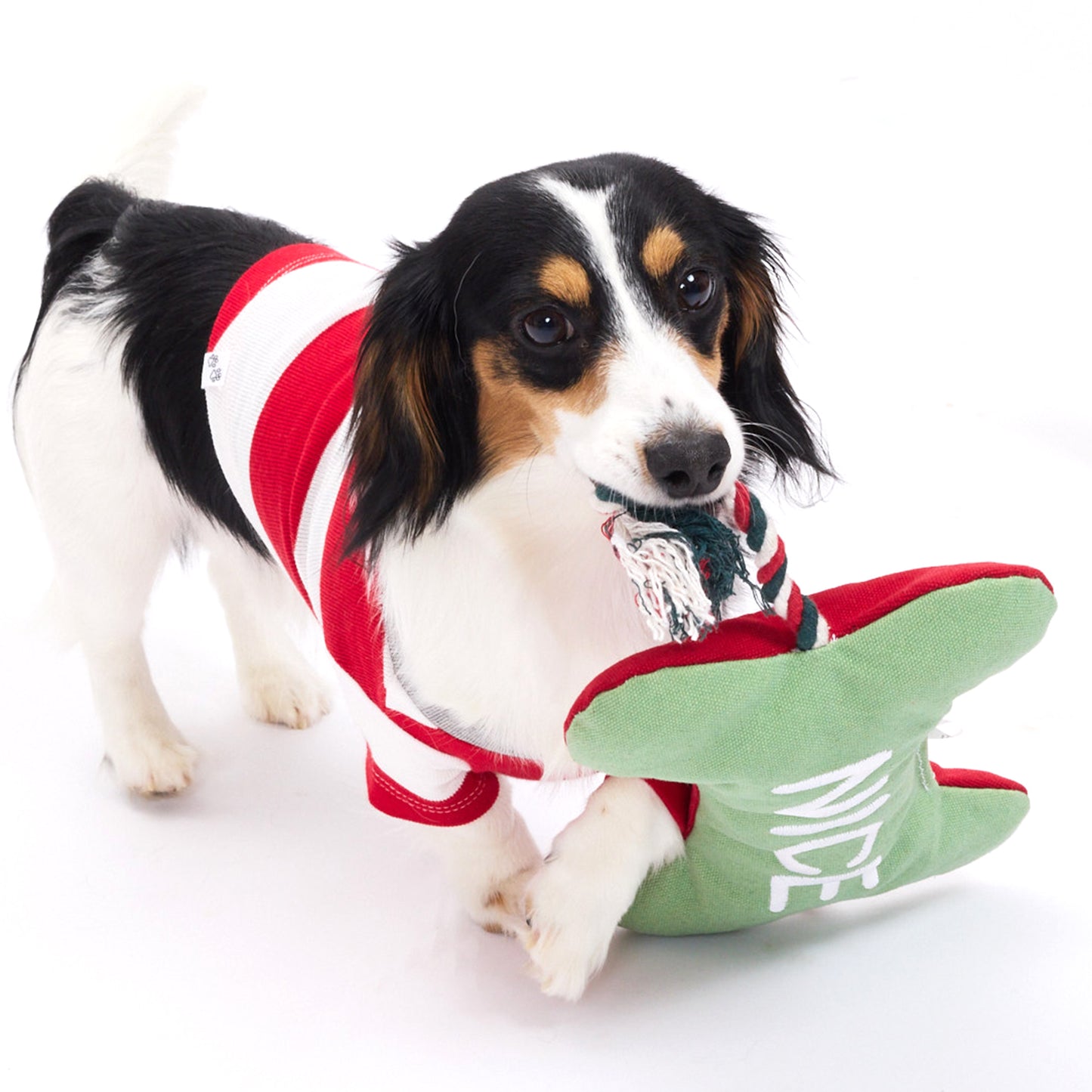 Dog holding dog toy on a white background