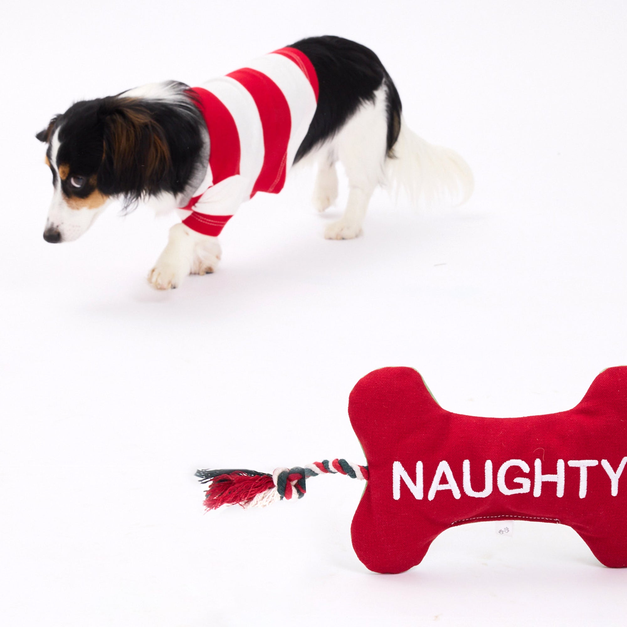 Naughty bone dog toy with dog in the background