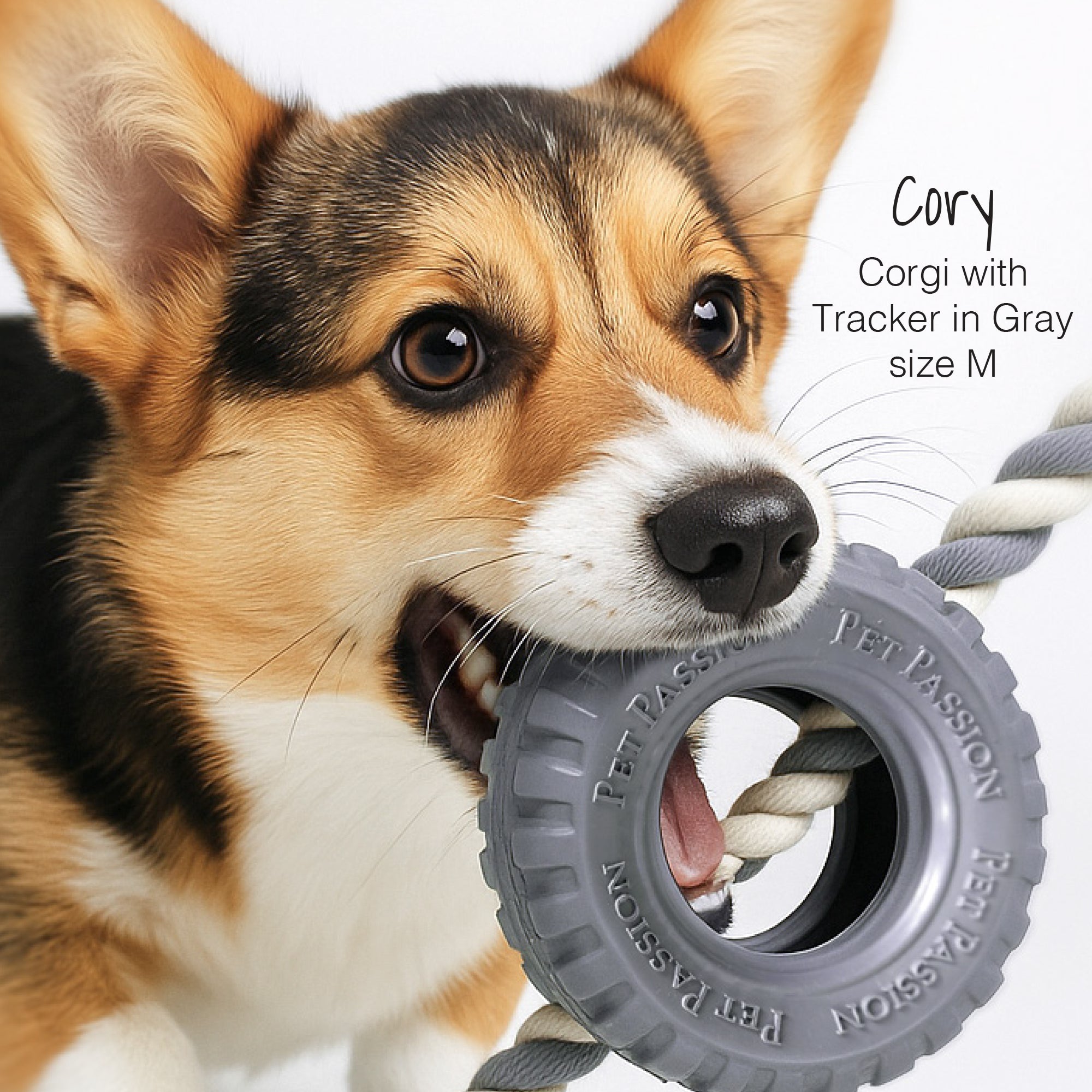 Cory the dog holding the tracker tire toy