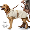 Dog wearing a beige coat with a person holding a leash on a white background