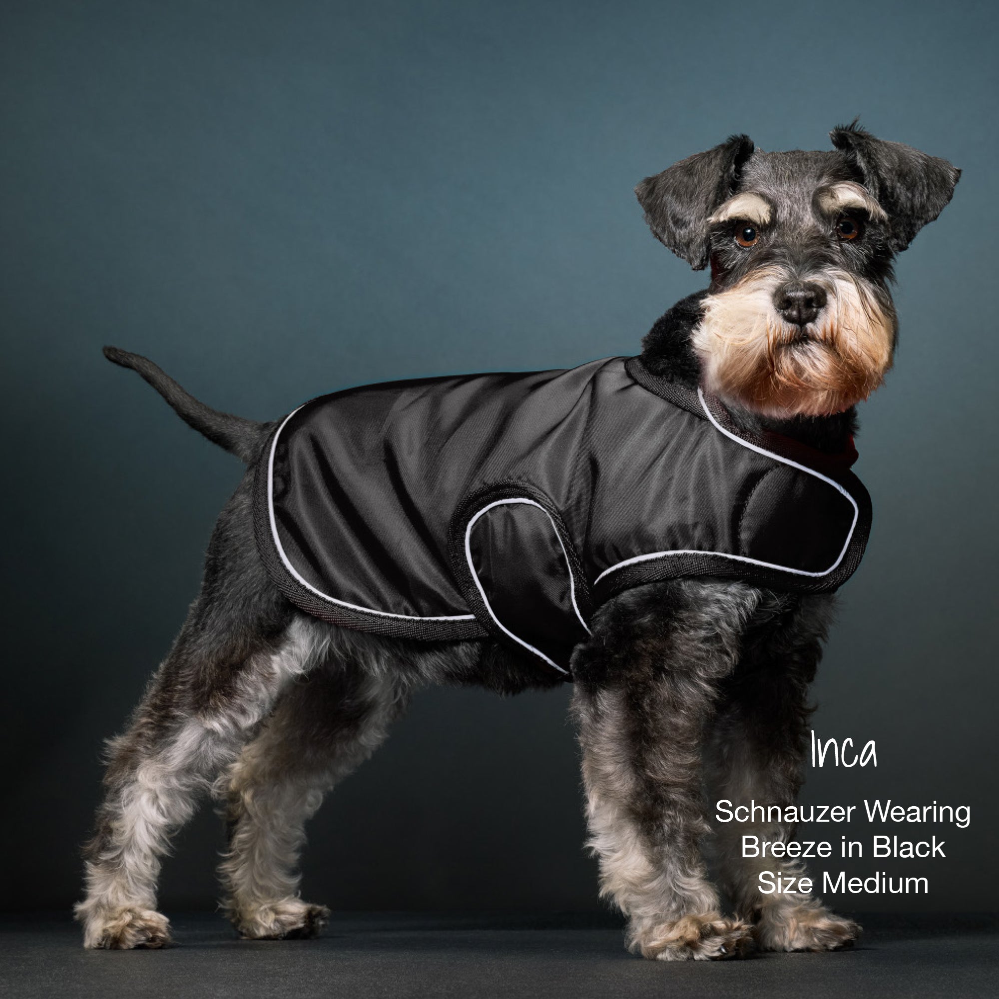 Dog wearing a black jacket with white trim on a gray background
