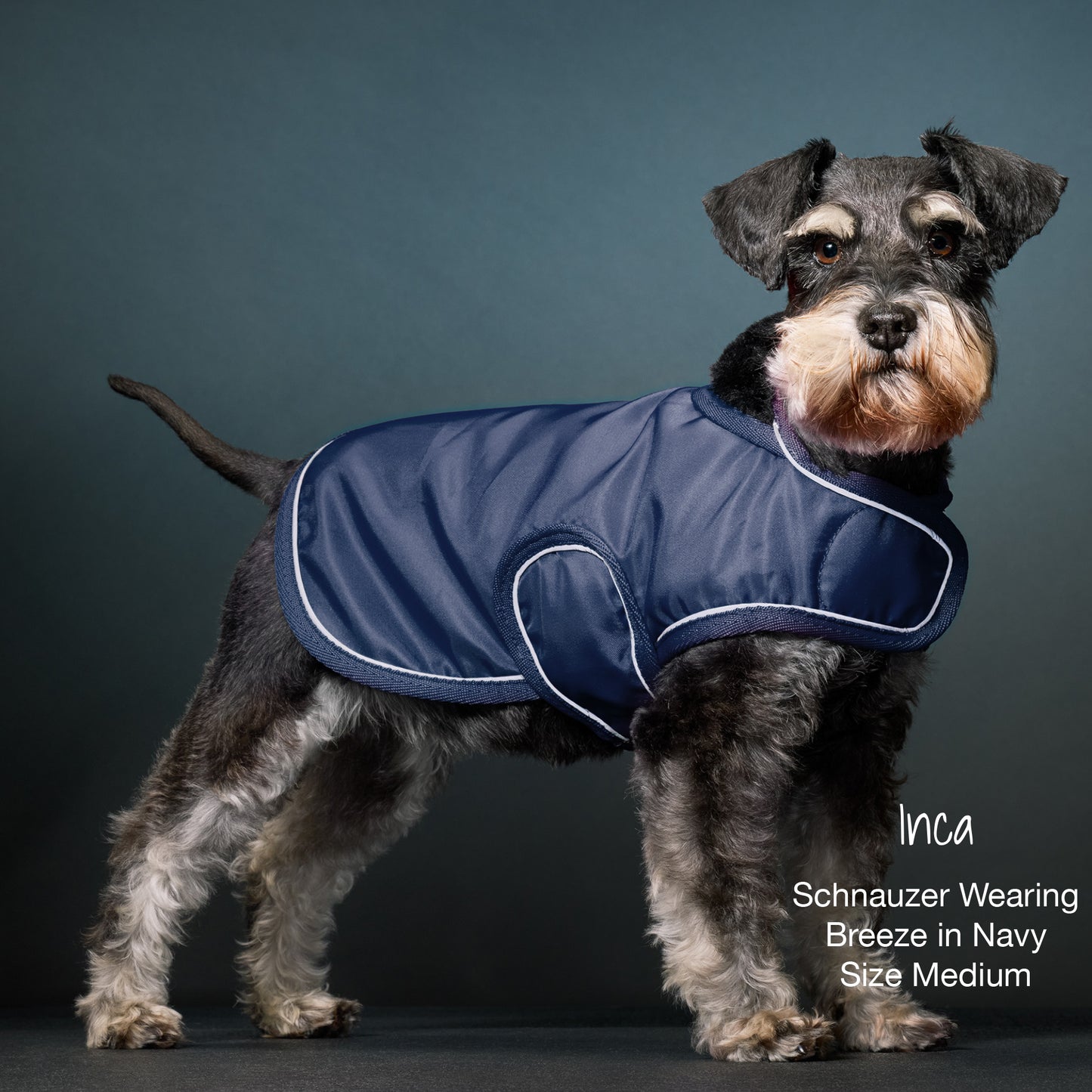 Dog wearing a navy blue coat with white trim on a dark background