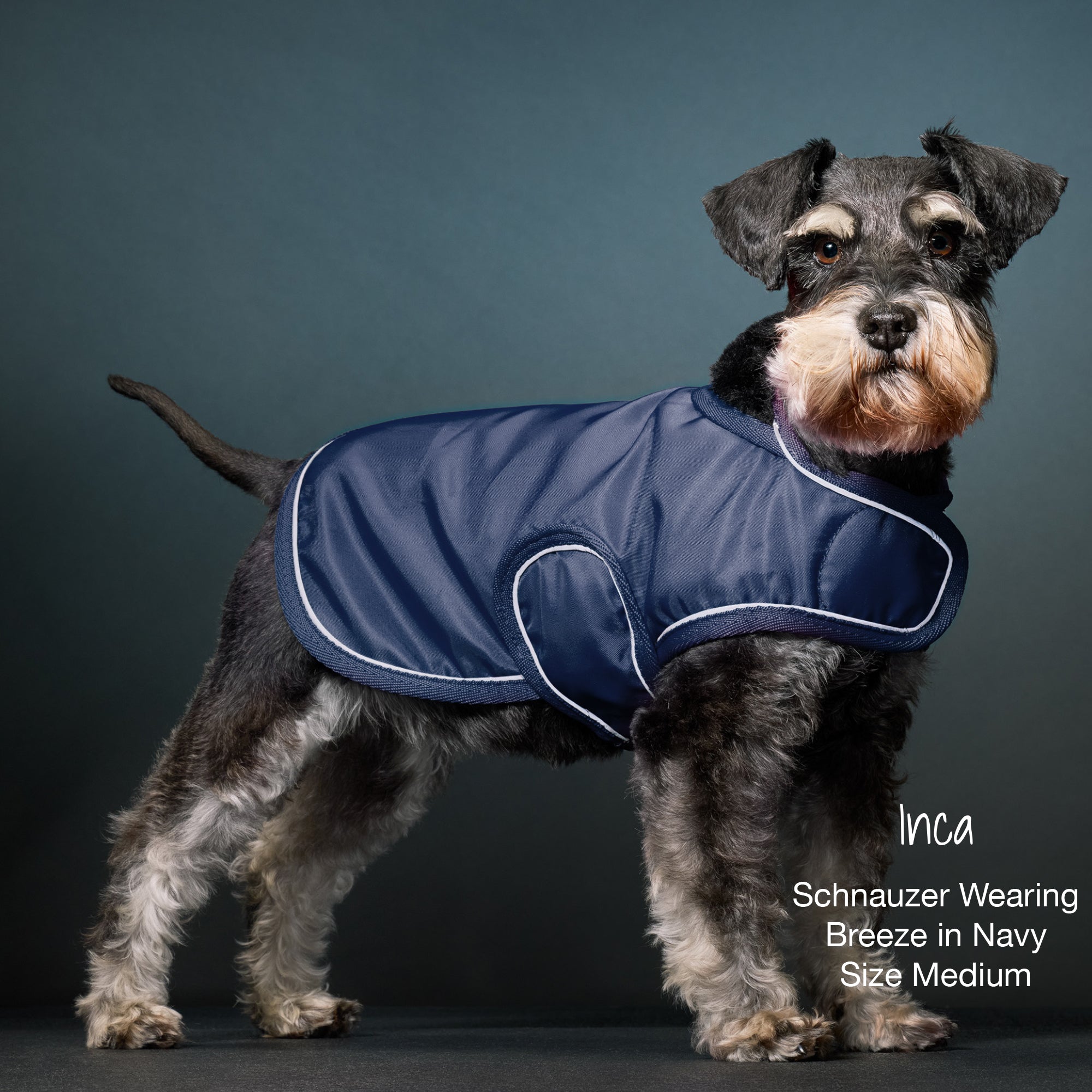 Dog wearing a navy blue coat with white trim on a dark background