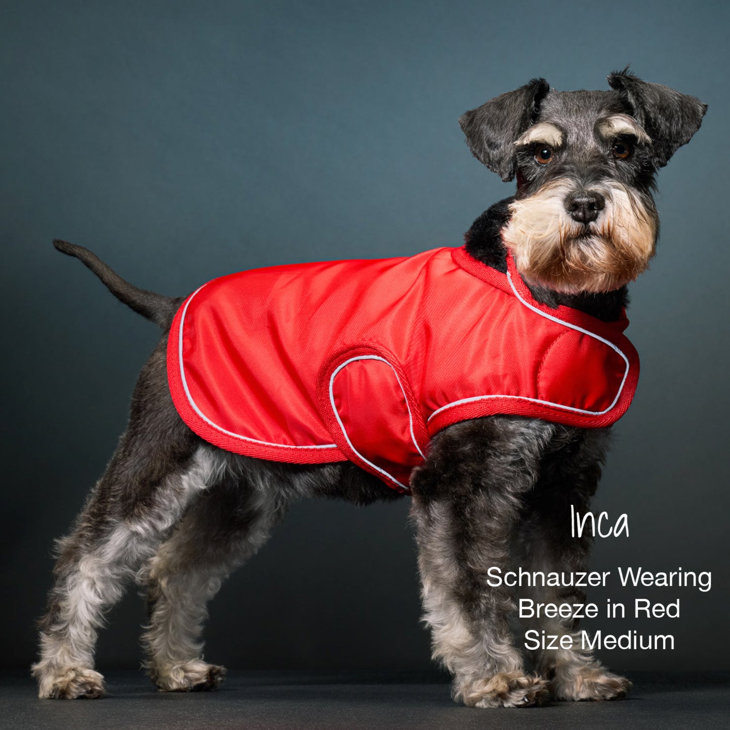 Dog wearing a red coat with 'Inca' branding on a dark background