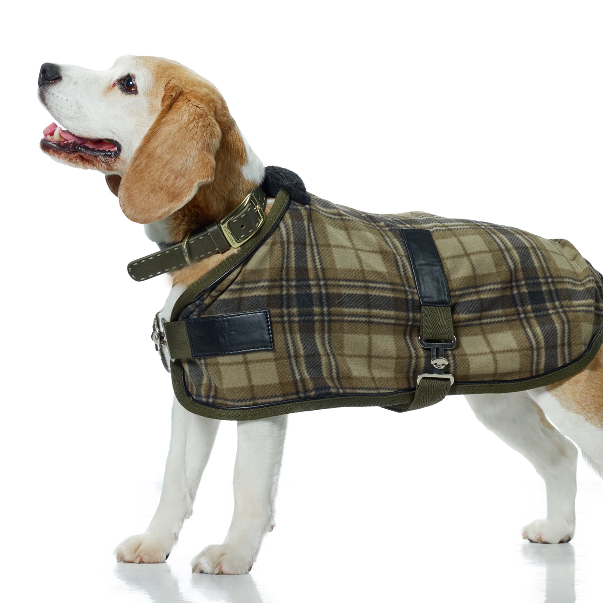 Dog in the olive chesterfield plaid coat with the matching olive collar