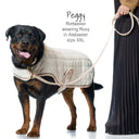 Rottweiler wearing a beige quilted dog coat with a person holding a leash on a white background