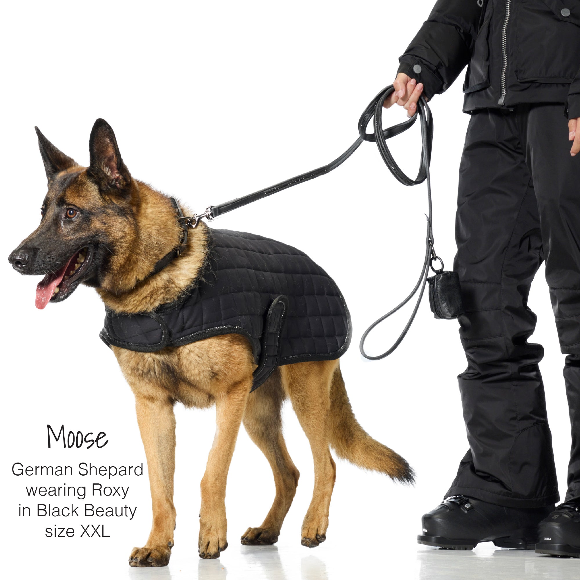 Dog wearing a black coat with a person holding a leash on a white background