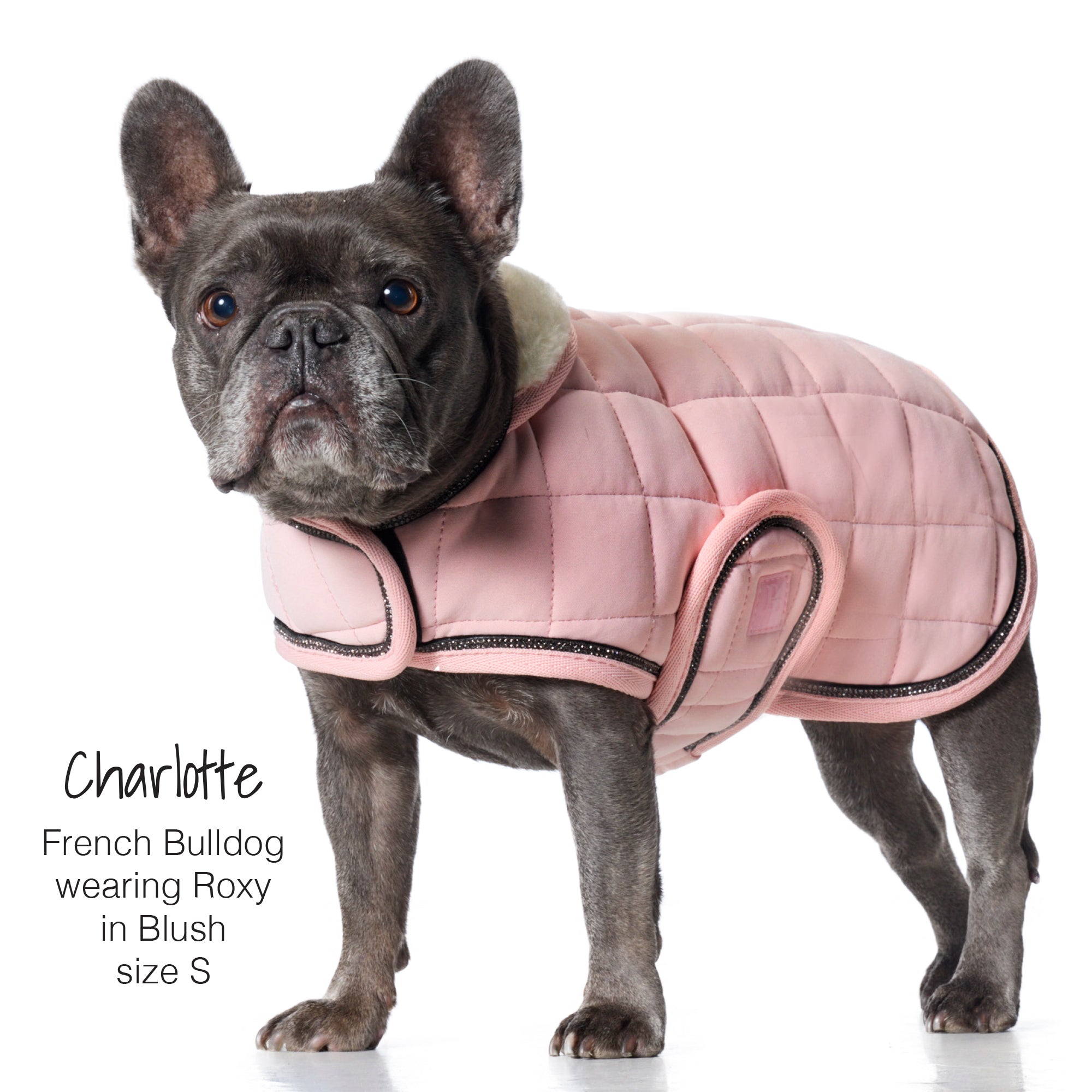 French Bulldog wearing a pink coat on a white background