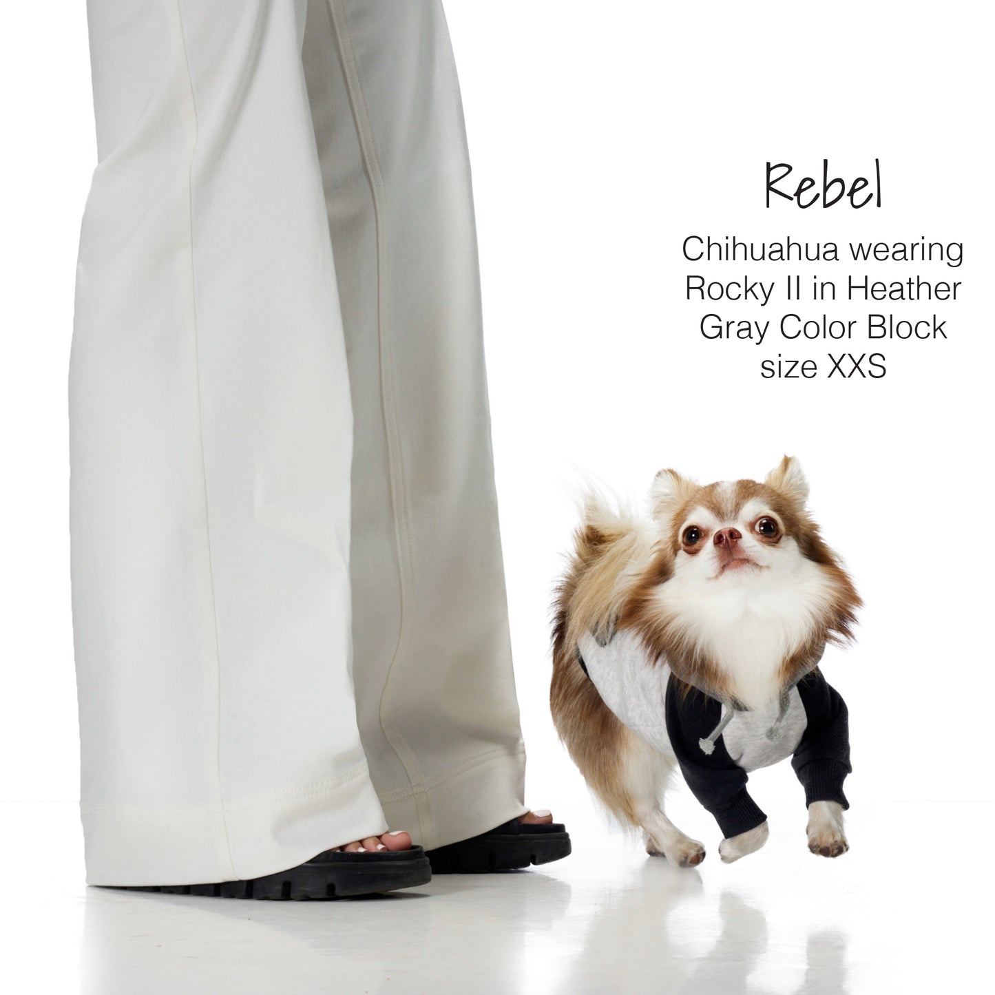 Small dog wearing a gray and black hoodie standing next to a person's legs on a white background.