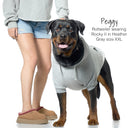 Dog wearing a gray hoodie with a person standing next to it on a white background