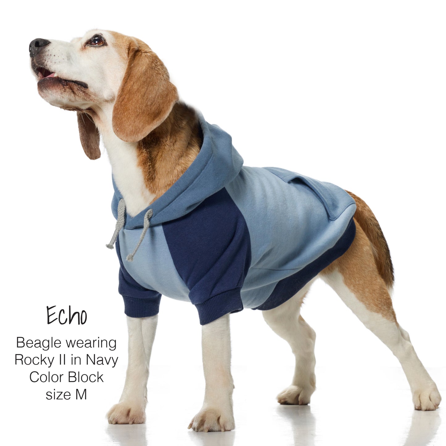 Beagle wearing a blue and navy color block hoodie on a white background