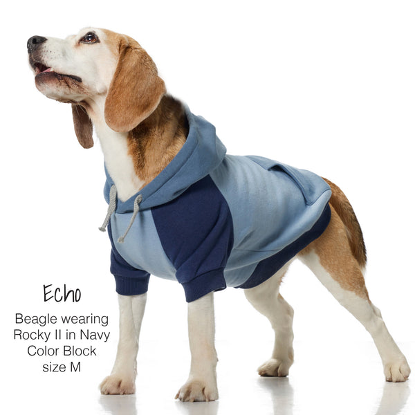 Beagle wearing a blue and navy color block hoodie on a white background